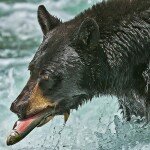 Bear-Avatar-44a7f97a66292e1f0